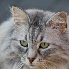 Norsk Skovkat Frida