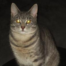 Blanding af racer Hannibal