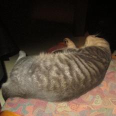 Blanding af racer Hannibal