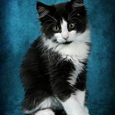 Blanding af racer Sylvester