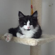 Blanding af racer Sylvester