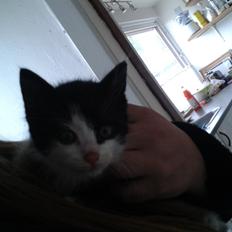 Blanding af racer Figaro