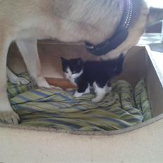 Blanding af racer Figaro