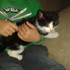 Blanding af racer Figaro