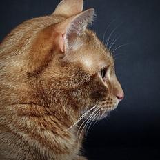 Europé DK Rothes Lukas