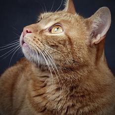 Europé DK Rothes Lukas