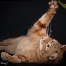 Europé DK Rothes Lukas