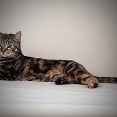 Europé DK Rothes Nellie