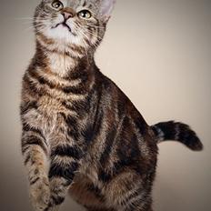 Europé DK Rothes Nellie