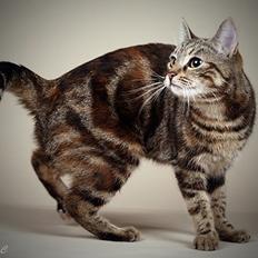 Europé DK Rothes Nellie