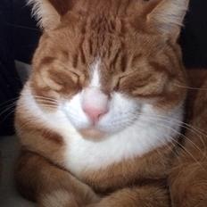 Blanding af racer Oscar