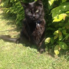 Maine Coon Chili himmelkat