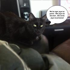 Maine Coon Chili himmelkat