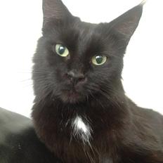 Maine Coon Chili himmelkat