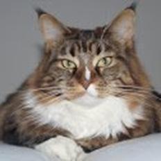 Maine Coon Trunte