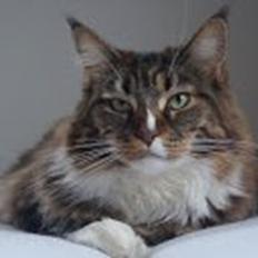 Maine Coon Trunte
