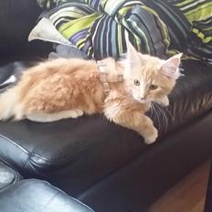 Maine Coon Joul
