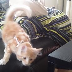 Maine Coon Joul
