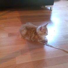 Maine Coon Joul
