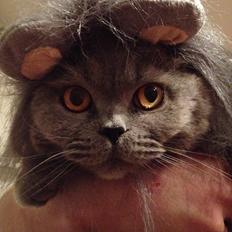 British Shorthair James Bond