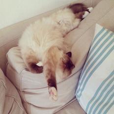 Hellig Birma Lillemis