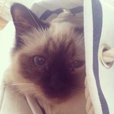 Hellig Birma Lillemis