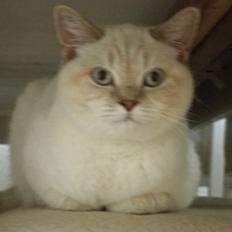 British Shorthair Emily