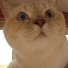 British Shorthair Emily