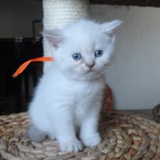 British Shorthair Emily