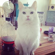 Blanding af racer Idun