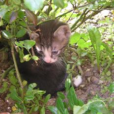 Huskat Kildelunds Wimmelot