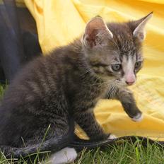 Huskat Kildelunds Wimmelot