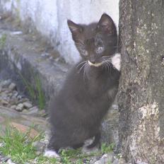 Huskat Kildelunds Mikkel