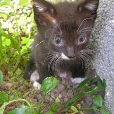 Huskat Kildelunds Mikkel