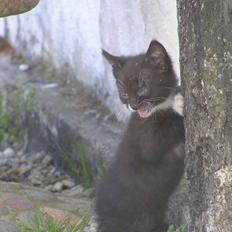 Huskat Kildelunds Mikkel