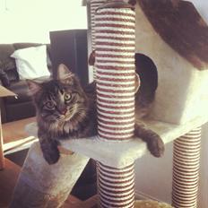 Blanding af racer Charles