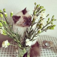 Hellig Birma Cecilie