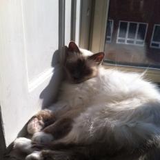 Hellig Birma Cecilie