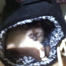 Hellig Birma Cecilie