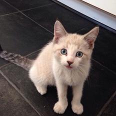 Blanding af racer Simba