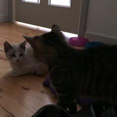 Blanding af racer Simba