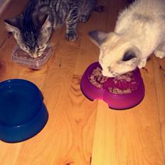 Blanding af racer Simba