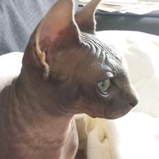 Sphynx Dexter (Smartinblack)