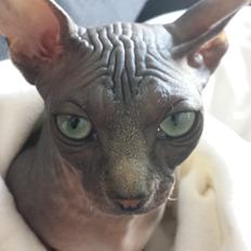 Sphynx Dexter (Smartinblack)