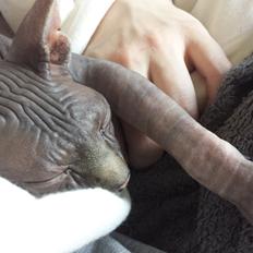 Sphynx Dexter (Smartinblack)