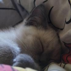 Blanding af racer Speciel Agent Dale Cooper