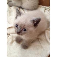 Blanding af racer Speciel Agent Dale Cooper