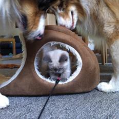 Blanding af racer Speciel Agent Dale Cooper