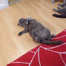 British Shorthair Hemingway