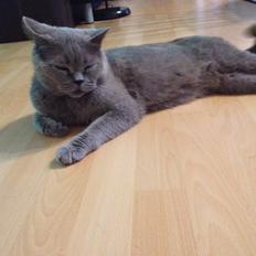 British Shorthair Hemingway